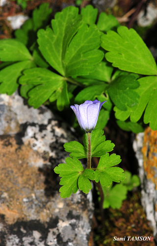 Anemonoides blanda (Greek Anemone)