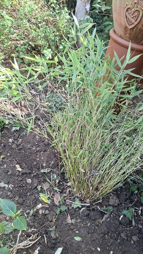 Fargesia murielae (Umbrella Bamboo) (alternate view 5)