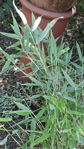 Fargesia murielae (Umbrella Bamboo) (alternate view 6)