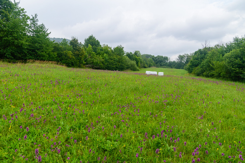 Betonica officinalis (common hedge-nettle)