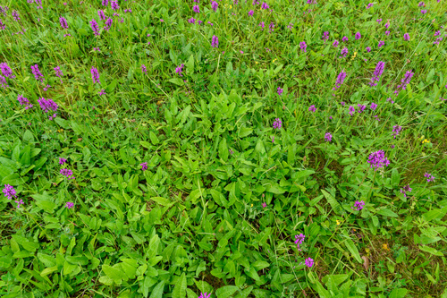 Betonica officinalis (common hedge-nettle)