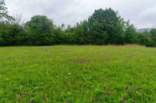 Betonica officinalis (common hedge-nettle)