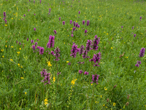 Betonica officinalis (common hedge-nettle)