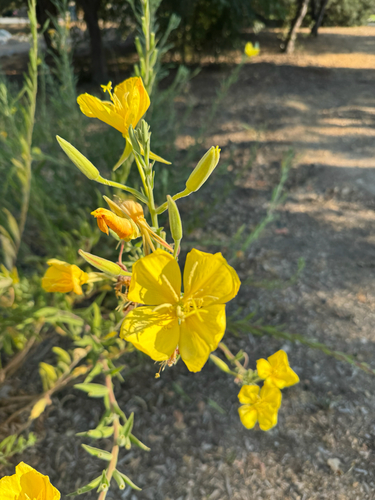 Oenothera elata (tall evening primrose) (alternate view 3)