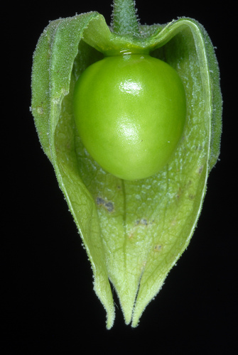 Physalis × elliottii (alternate view 3)