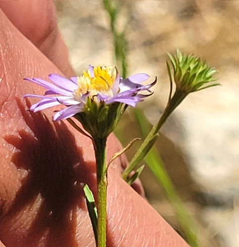 Symphyotrichum spathulatum (Western Mountain Aster) (alternate view 5)