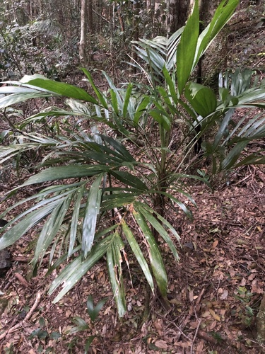 Linospadix monostachyus (Walking stick palm)