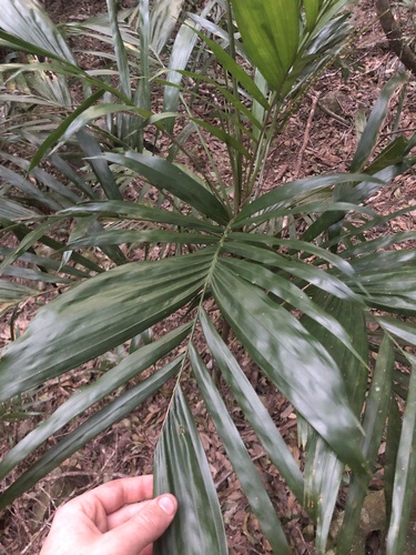 Linospadix monostachyus (Walking stick palm) (alternate view 2)