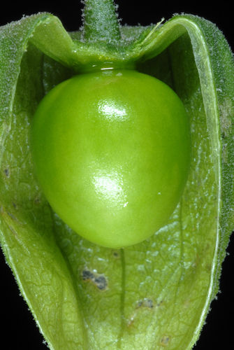 Physalis × elliottii (alternate view 4)