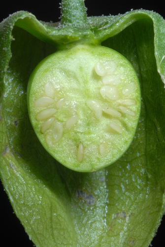 Physalis × elliottii (alternate view 5)