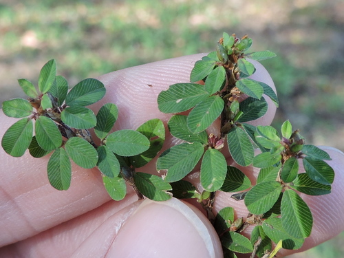 Kummerowia striata (Japanese Clover)