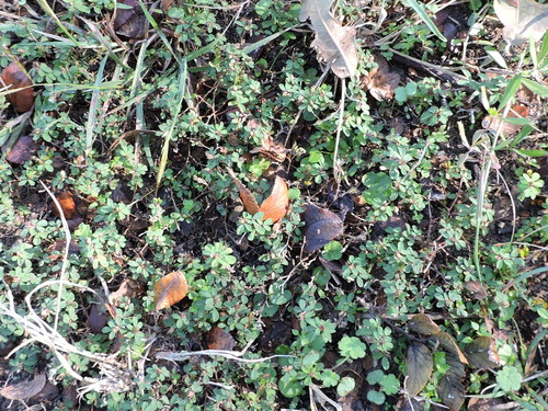 Kummerowia striata (Japanese Clover) (alternate view 2)