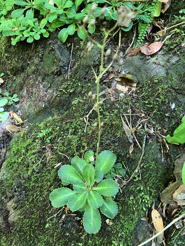 Saxifraga umbrosa (alternate view 7)