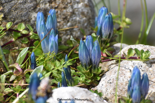 Gentiana (Gentians) (alternate view 7)