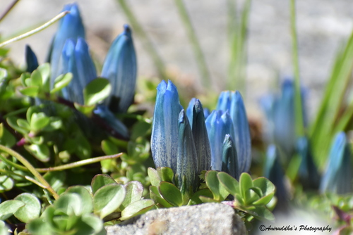 Gentiana (Gentians) (alternate view 8)