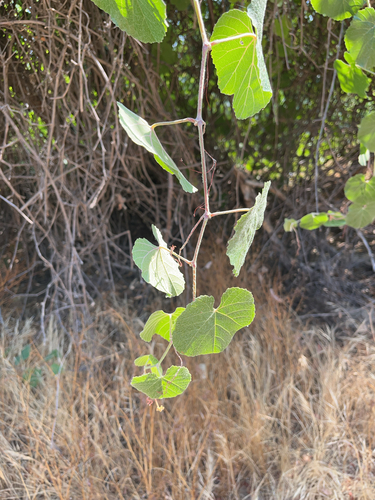 Vitis californica (California wild grape) (alternate view 4)