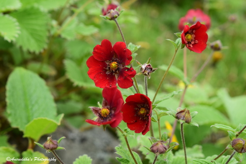 Potentilla atrosanguinea (red cinquefoil) (alternate view 2)