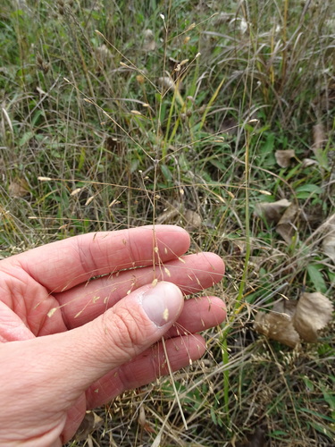 Eragrostis spectabilis (Purple Lovegrass)