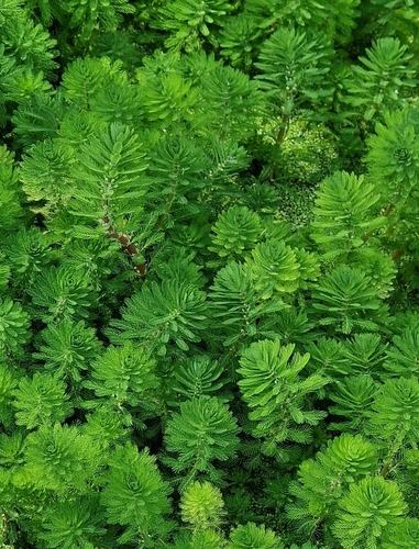 Myriophyllum aquaticum (parrotfeather) (alternate view 4)