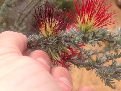 Melaleuca (bottlebrushes)