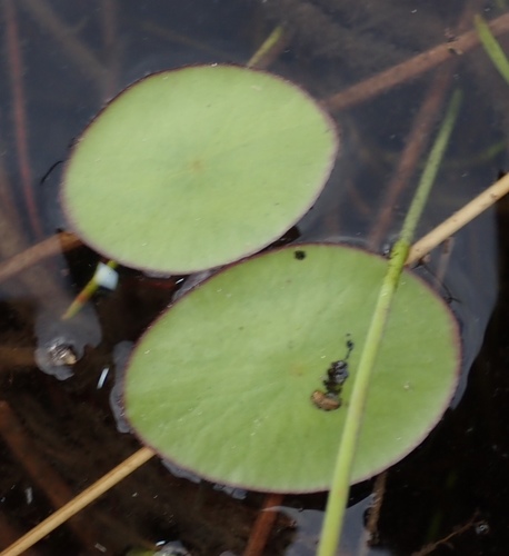 Brasenia schreberi (Watershield) (alternate view 3)