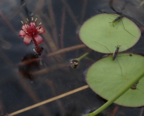 Brasenia schreberi (Watershield) (alternate view 2)