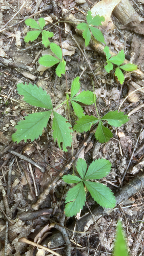 Potentilla simplex (common cinquefoil) (alternate view 10)