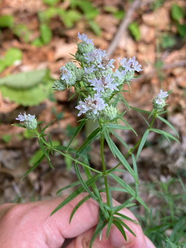Pycnanthemum tenuifolium (narrowleaf mountainmint) (alternate view 3)