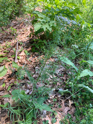 Pycnanthemum tenuifolium (narrowleaf mountainmint) (alternate view 2)
