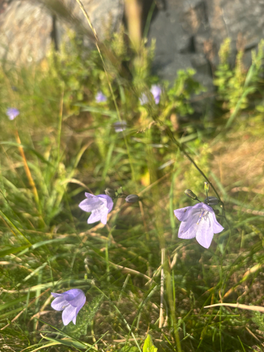 Campanula rotundifolia (Harebell) (alternate view 5)