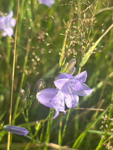 Campanula rotundifolia (Harebell) (alternate view 4)