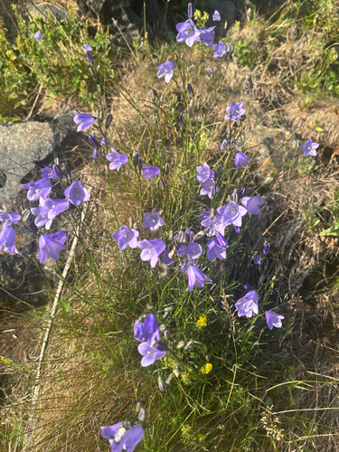 Campanula rotundifolia (Harebell) (alternate view 2)