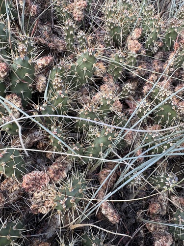 Opuntia fragilis (Brittle Pricklypear) (alternate view 3)