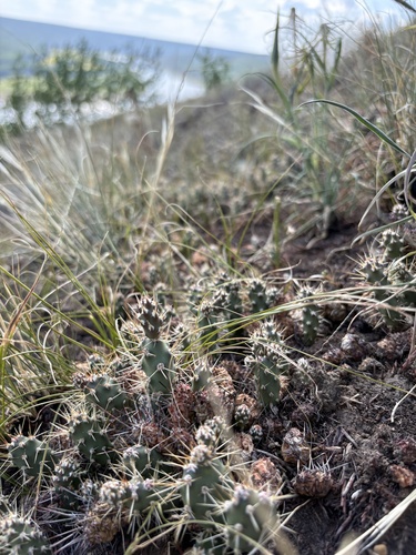 Opuntia fragilis (Brittle Pricklypear) (alternate view 4)