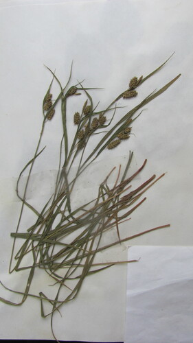 Carex pallescens (pale sedge)