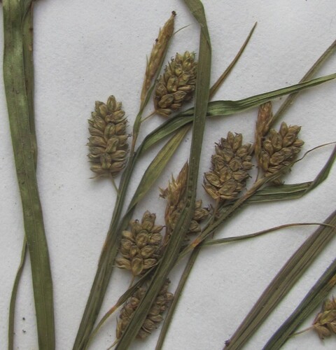 Carex pallescens (pale sedge) (alternate view 2)
