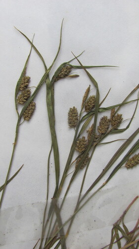 Carex pallescens (pale sedge) (alternate view 3)