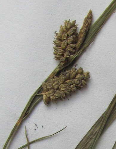 Carex pallescens (pale sedge) (alternate view 4)