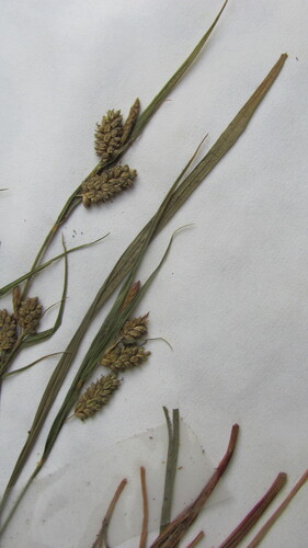 Carex pallescens (pale sedge) (alternate view 5)