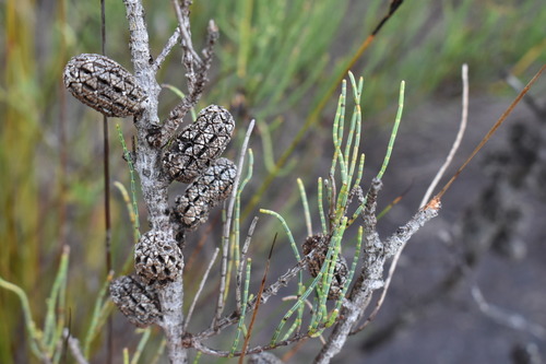 Allocasuarina humilis (dwarf sheoak)