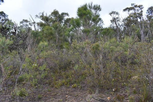 Allocasuarina humilis (dwarf sheoak) (alternate view 2)