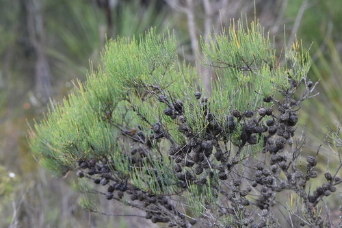 Allocasuarina humilis (dwarf sheoak) (alternate view 3)