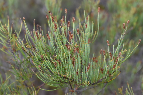 Allocasuarina humilis (dwarf sheoak) (alternate view 4)