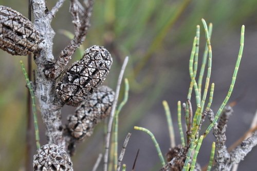 Allocasuarina humilis (dwarf sheoak) (alternate view 5)