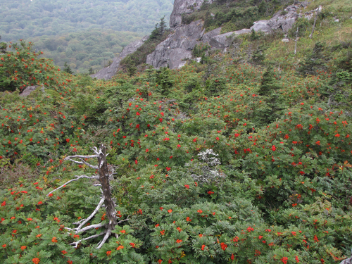 Sorbus americana (American mountain ash) (alternate view 2)