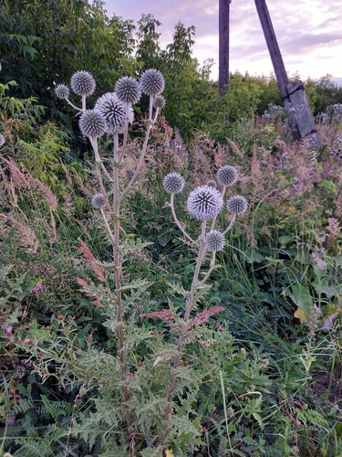 Echinops sphaerocephalus (Great Globe Thistle) (alternate view 3)