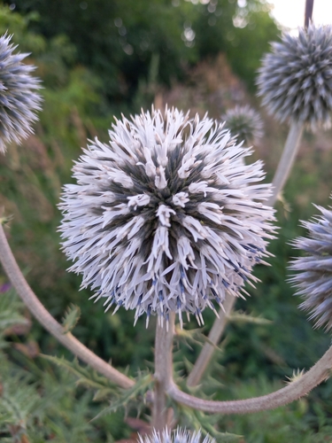 Echinops sphaerocephalus (Great Globe Thistle) (alternate view 4)