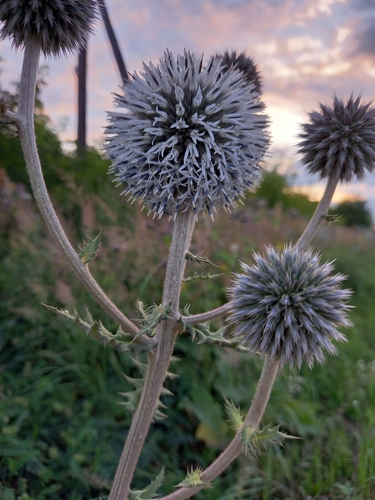 Echinops sphaerocephalus (Great Globe Thistle) (alternate view 5)