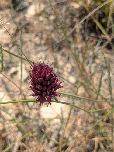 Allium sphaerocephalon (Drumstick Allium) (alternate view 2)