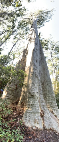 Corymbia maculata (Spotted Gum) (alternate view 4)
